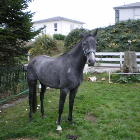 Modern In With Terrace, Fenced Garden